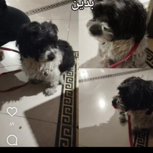 واگذاری