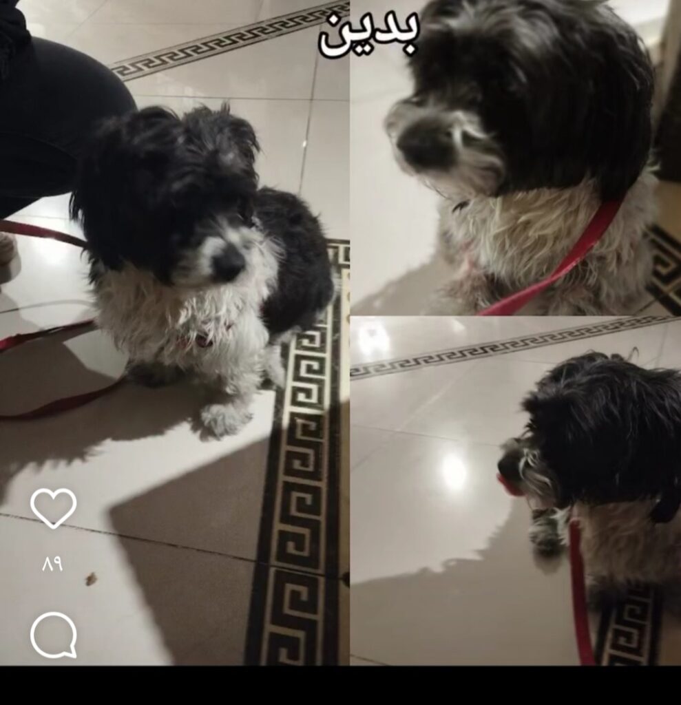 واگذاری