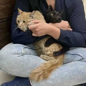 دو بچه گربه داداش