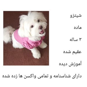 واگذاری سگ خانگی