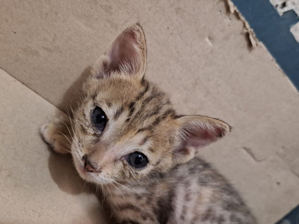 گربه ماده