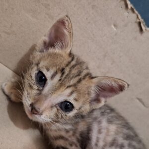 گربه ماده