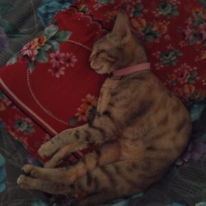 گربه ماده گمشده با گردنبند صورتی