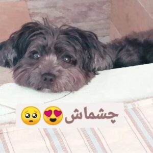 واگذاری به یک خانواده دلسوز