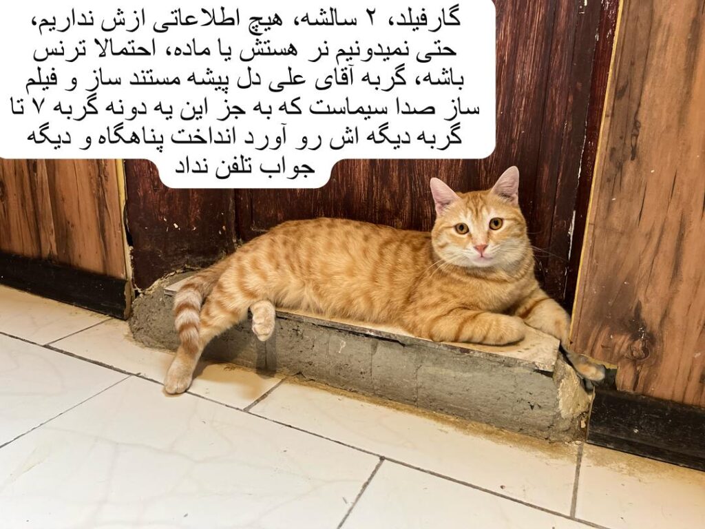 گربه امداد شده