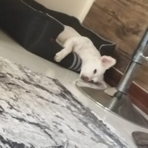 سگ اشپیدز ماده
