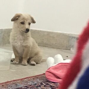سگ اشپیتز گوش افتاده