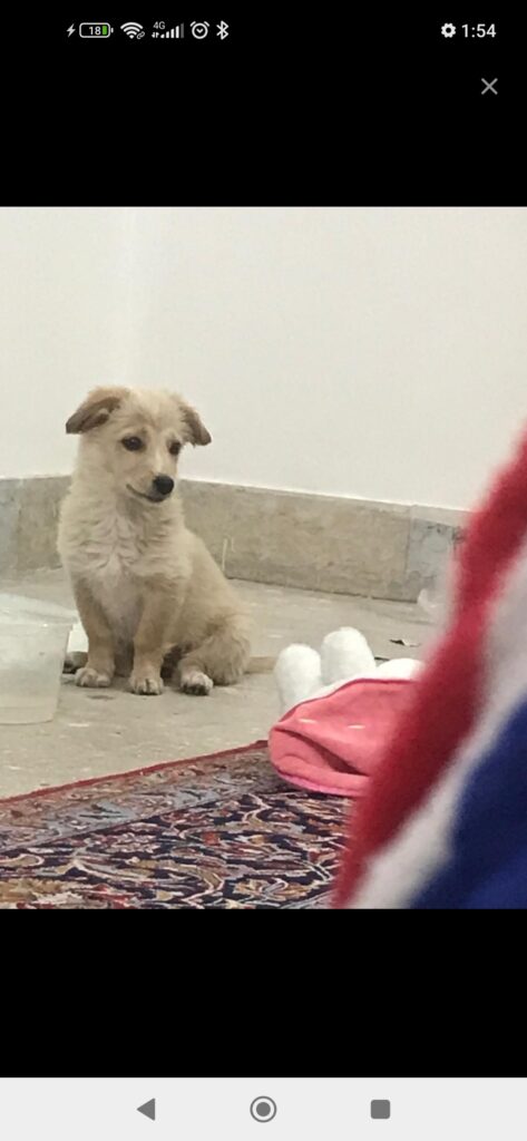 سگ اشپیتز گوش افتاده