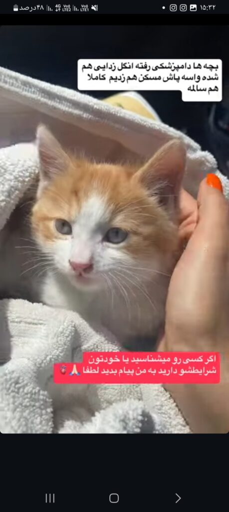 گربه نر