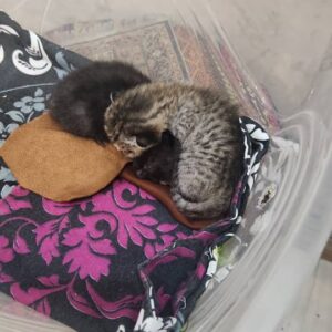 دو عدد بچه گربه ۵ ۶ روزه