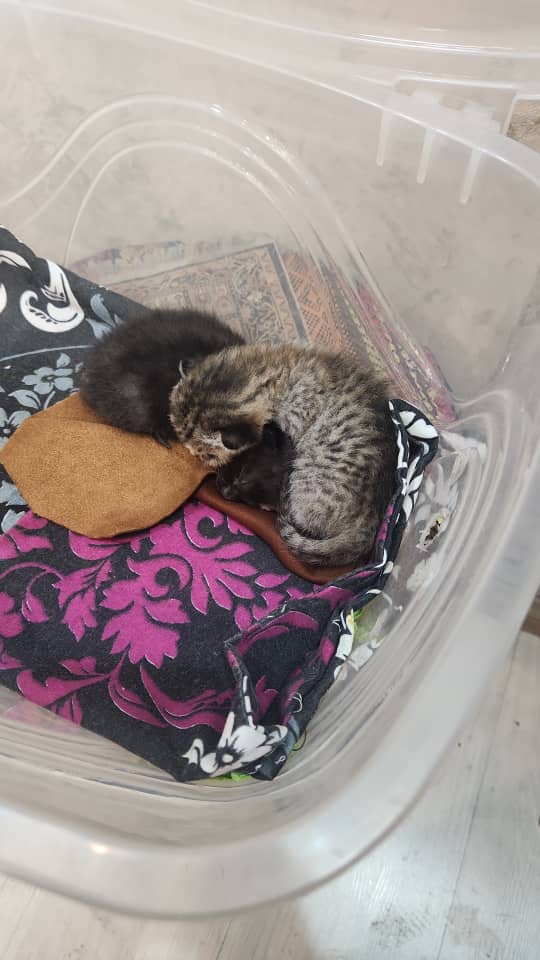دو عدد بچه گربه ۵ ۶ روزه