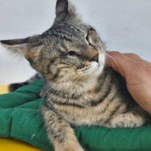 واگذاری بچه گربه نابینا