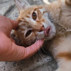 واگذاری گربه DSH دستی