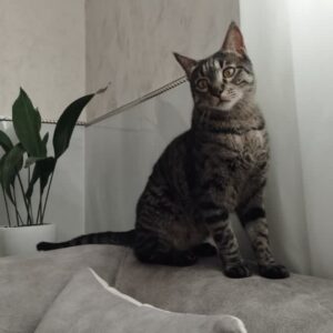 واگذاری گربه ی نر نژاد DSH