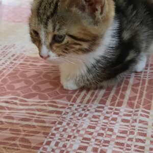 بچه گربه
