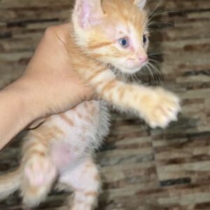 بچه گربه ۲ ماهه