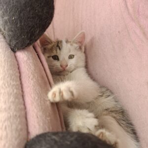 واگذاری بچه گربه دو ماهه
