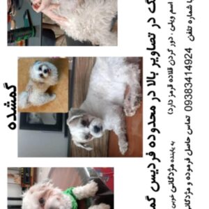 گمشده