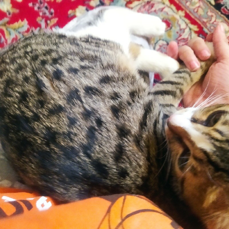 گمشده