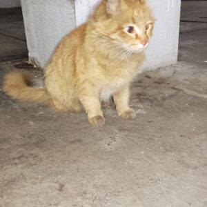 سرپرست مهربان