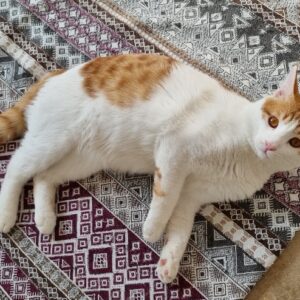واگداری گربه ی نر