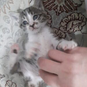 واگذاری سریع بچه گربه ۵۰ روزه