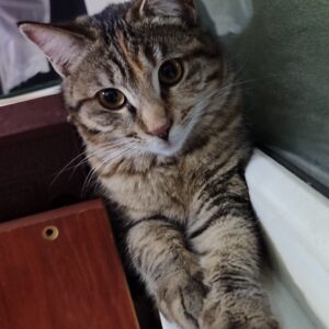 واگذاری گربه ماده هفت ماهه