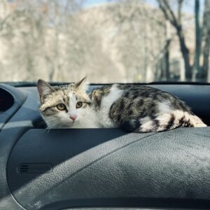 گربه مهربون لوس و بغلی