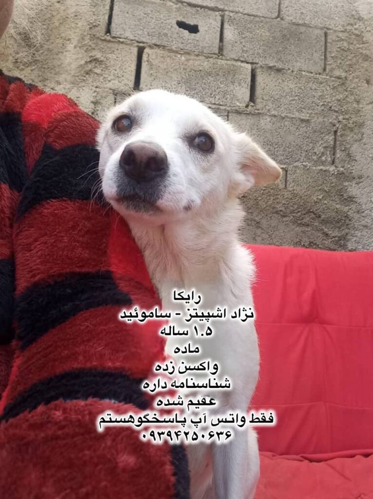 دختر یک ساله اشپیتز- ساموئید