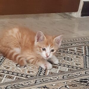 واگذاری رایگان بچه گربه سالم و زیبا