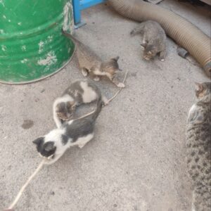 چهار بچه گربه‌ی بی سر پناه