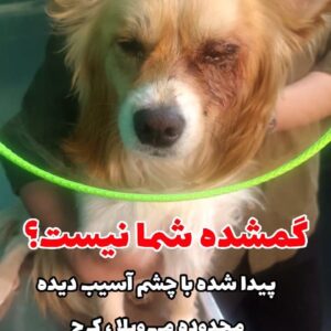 سگ پیدا شده نژاد اشپیدز پامر