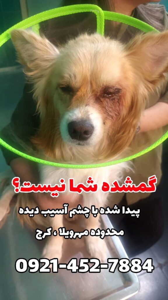 سگ پیدا شده نژاد اشپیدز پامر