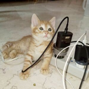 واگذاری گربه پنج هفته ای