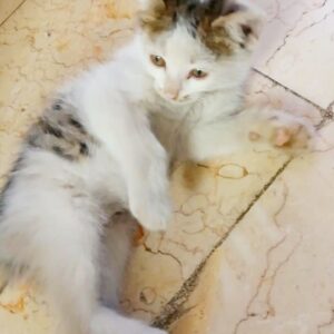 واگذاری بچه گربه
