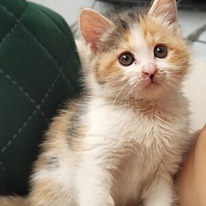 واگذاری بچه گربه ماده