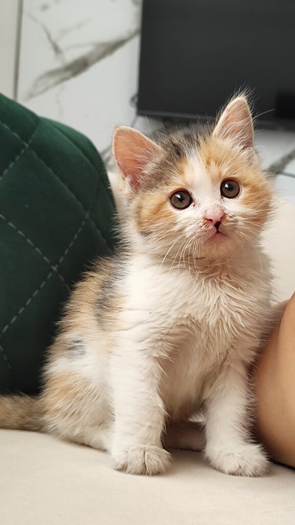 واگذاری بچه گربه ماده