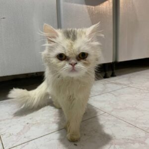 واگذاری بچه گربه پرشین