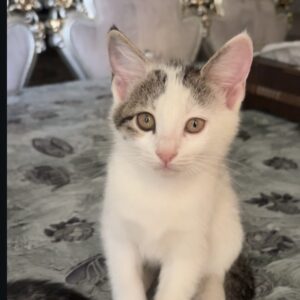 واگزاری دو تا بچه گربه 😍