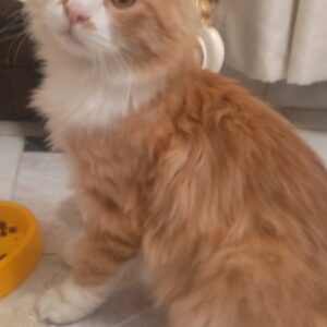 گربه مهربونه وملوس سیمبا