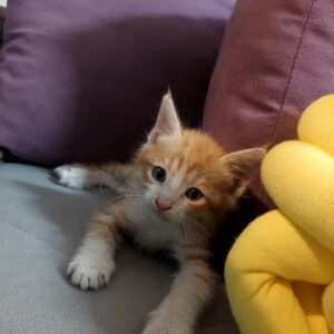 بچه گربه نارنجی