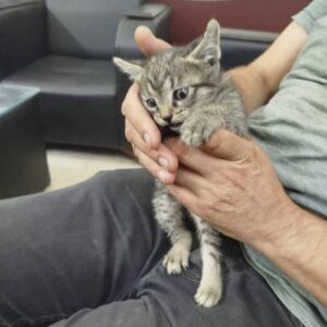واگذاری بچه گربه پانزده روزه