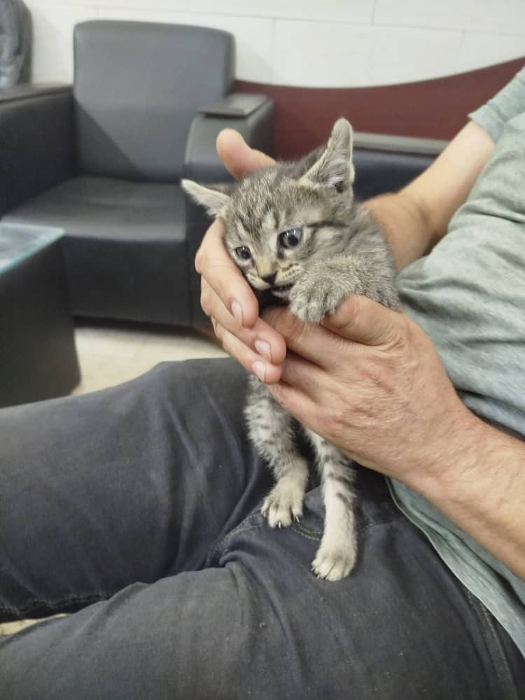واگذاری بچه گربه پانزده روزه