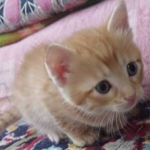 سرپرست برا بچه گربه نر رامسر