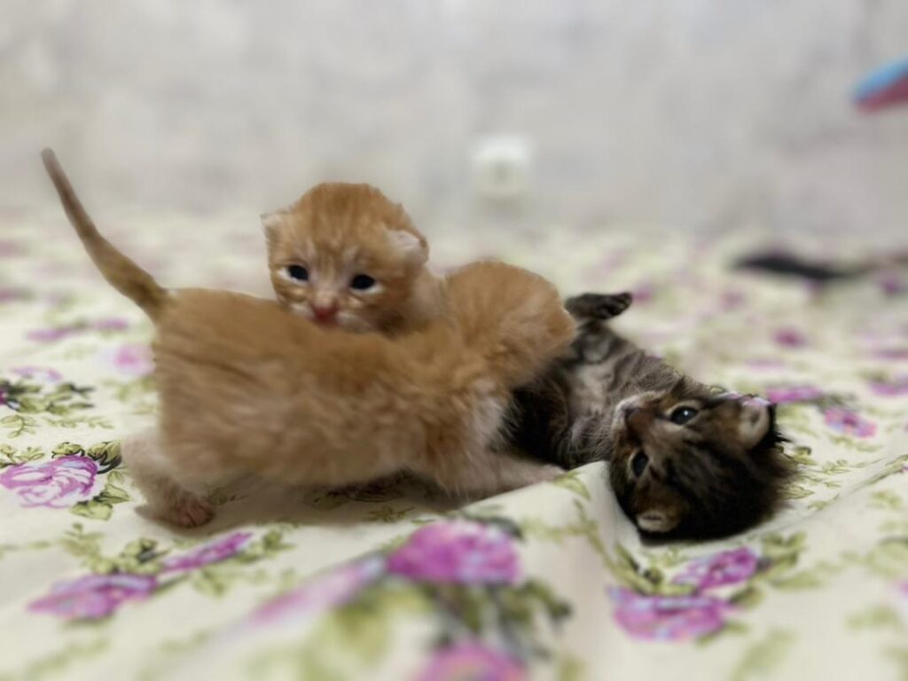 3بچه گربه ملوس