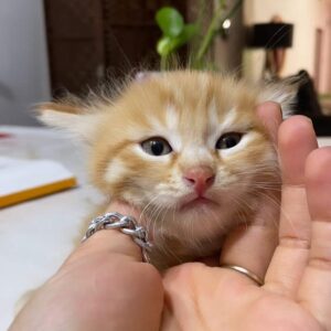 گربه دو ماهه