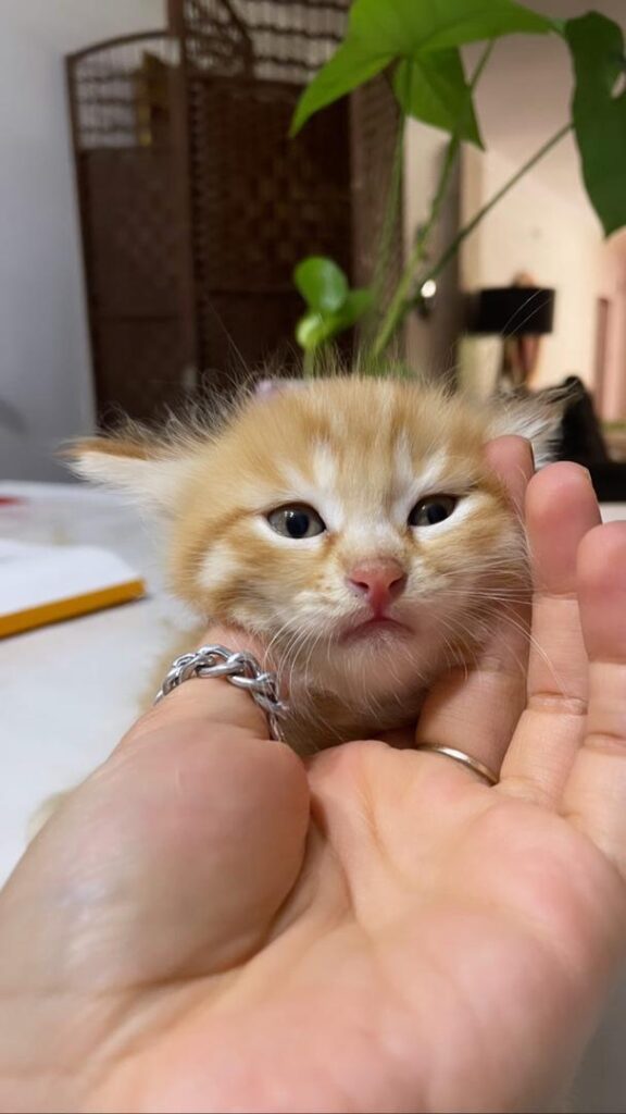 گربه دو ماهه