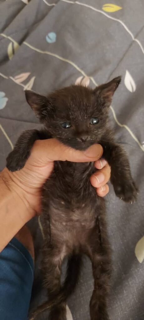 واگذاری بچه گربه ۴۰ روزه