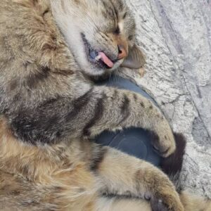 سرپرستی - فک گربه شکسته