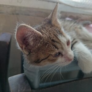 واگذاری گربه یک ماه و نیمه  dsh
